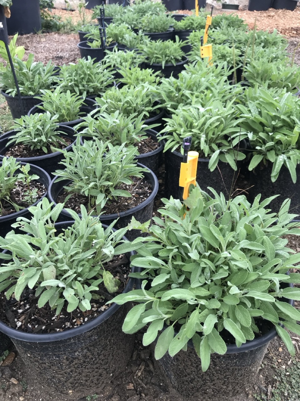 Vegetable garden store display